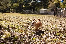 Edgewood Bark Park photo 1